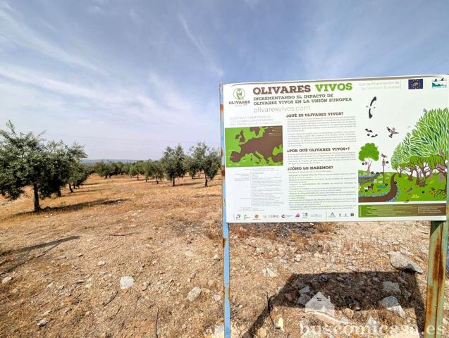 Finca con Olivas en Linares. photo 0