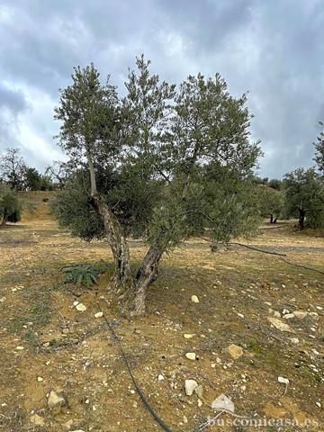 Finca rustica, Casas Hurtado, Lupion. photo 0