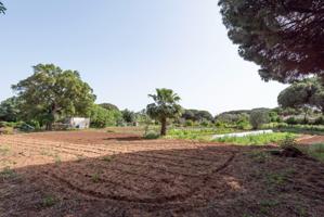 Finca rustica segregada en la muela, Vejer de la frontera photo 0