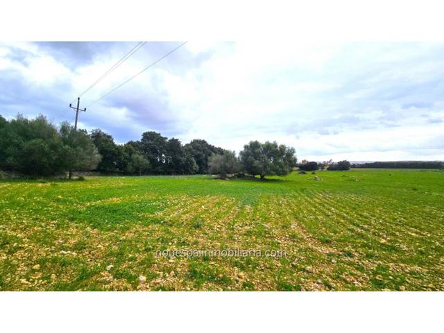 Finca rustica en Sa Pobla, edificable photo 0