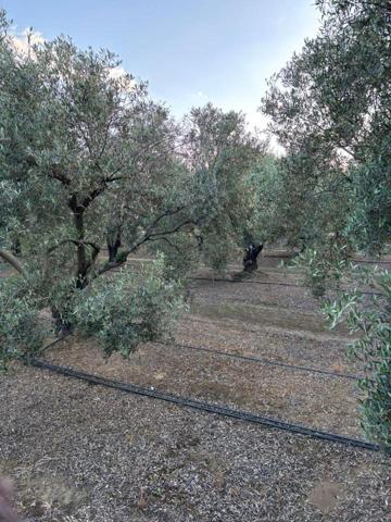 Venta 2 Fincas de Olivos en San Bartolomé Torre photo 0