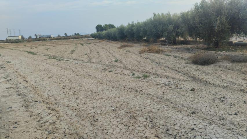 Terreno de Regadío - La Ñorica, Totana photo 0