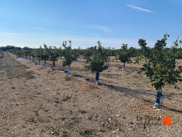 FINCA DE MANDARINOS EN VENTA EN SANTA BARBARA (TARRAGONA) photo 0