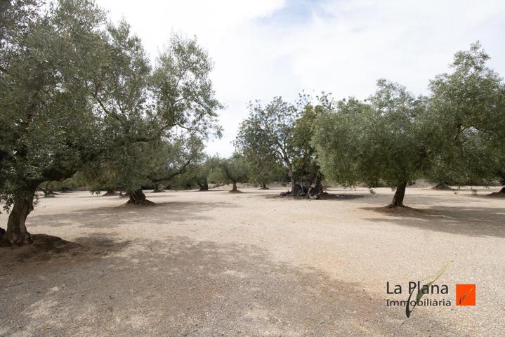 FINCA RUSTICA 'LES COVES' CON CASETA EN VENTA EN LA GALERA (TARRAGONA) photo 0