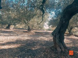 FINCA RUSTICA EN VENTA EN LA RAPITA (TARRAGONA) photo 0