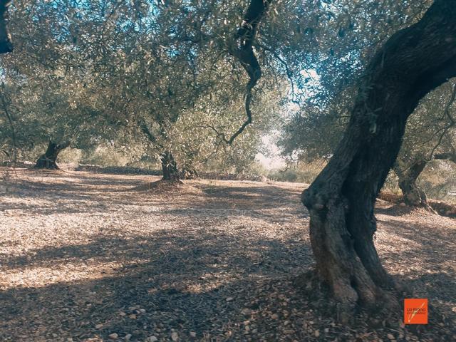 FINCA RUSTICA EN VENTA EN LA RAPITA (TARRAGONA) photo 0