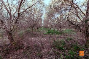 FINCA CON CASETA EN VENTA EN MASDENVERGE (TARRAGONA) photo 0