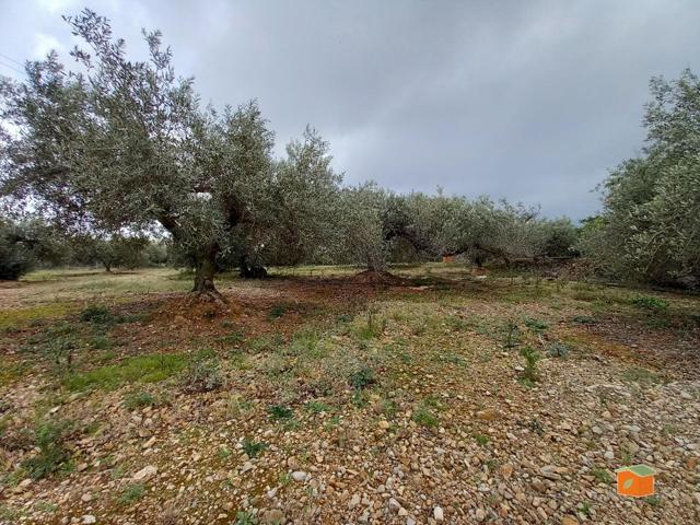 FINCA RUSTICA EN VENTA EN ALCANAR-PLAYA (TARRAGONA) photo 0