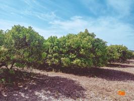 FINCA RUSTICA DE MADARINOS EN VENTA EN SANTA BARBARA (TARRAGONA) photo 0