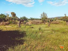 FINCA RUSTICA EN VENTA EN ULLDECONA (TARRAGONA) photo 0