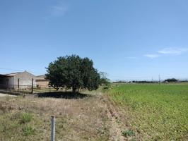 Se vende finca de regadio con 4 hectáreas y posibilidad de 4 viviendas a 16 kms de Jerez photo 0