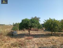 𝗡𝗨𝗘𝗩𝗔 𝗣𝗔𝗥𝗖𝗘𝗟𝗔 𝗘𝗡 𝗘𝗦𝗧𝗘𝗟𝗟𝗔 𝗗𝗘𝗟 𝗠𝗔𝗥𝗤𝗨𝗘́𝗦 🌳 photo 0