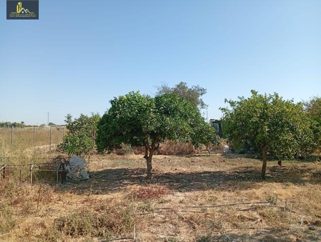 𝗡𝗨𝗘𝗩𝗔 𝗣𝗔𝗥𝗖𝗘𝗟𝗔 𝗘𝗡 𝗘𝗦𝗧𝗘𝗟𝗟𝗔 𝗗𝗘𝗟 𝗠𝗔𝗥𝗤𝗨𝗘́𝗦 🌳 photo 0