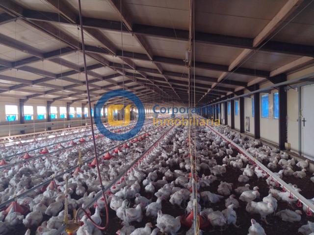 Granja avicola en Zarcilla de Ramos photo 0