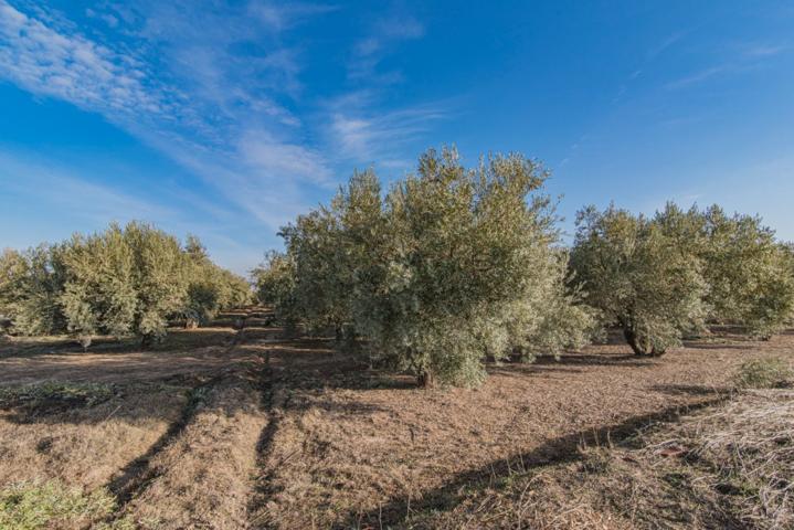 VENTA DE 1 HECTAREA DE FINCA RUSTICA DE OLIVAR DE 22 AÑOS CON RIEGO DE PANTANO photo 0