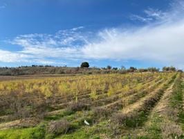 VENTA DE 21 ARANZADAS DE TIERRA CARMA CON RIEGO Y CORTIJO CON LUZ, Y AGUA POTABLE photo 0