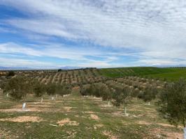 VENTA DE 12 FANEGAS DE TIERRA DE OLIVOS HOJIBLANCOS Y MARTEÑOS CON 5 Y 9 AÑOS DE EDAD, CON LUZ POZO photo 0