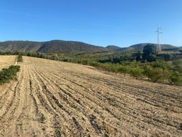 Venta de finca rustica de 4 fanegas de olivos, almendros y tierra carma de secano photo 0