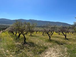 VENTA DE FINCA RUSTICA DE 6,5 HECTAREAS DE ALMENDROS Y ALGUNOS OLIVOS EN DILAR photo 0