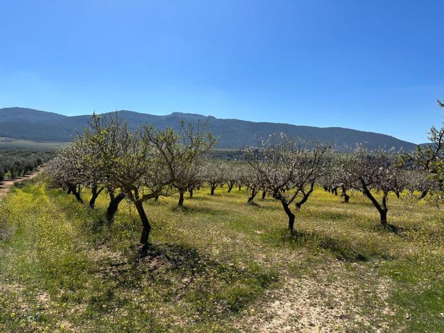 VENTA DE FINCA RUSTICA DE 6,5 HECTAREAS DE ALMENDROS Y ALGUNOS OLIVOS EN DILAR photo 0