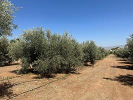 VENTA PARCELA RUSTICA EN LOS LLANOS DE MORALEDA DE ZAFAYONA photo 0