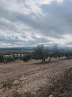 venta de terrenoi con 300 olivos en producción photo 0