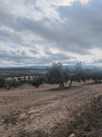 venta de terrenoi con 300 olivos en producción photo 0