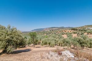 Finca con encanto en Íllora: Dos cortijos rurales, 2 naves de aperos 3 hectareas de olivos de secano photo 0
