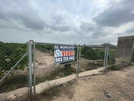 Bancal de huerto dedicada a la producción de cítricos con una alta rentabilidad. photo 0