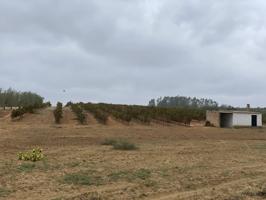 Terreno agrícola de 30000 metros cuadrados con nave construida entre Manzanilla y Villalba del Alcor. photo 0