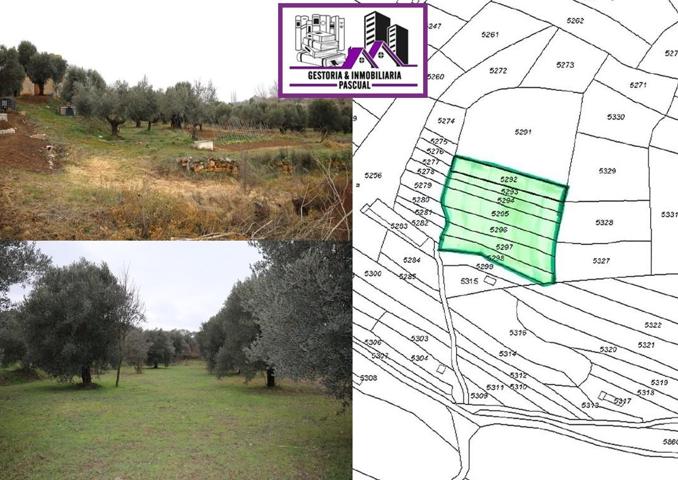 SE VENDEN Parcelas de regadío en Paraje Val de Hueso - Alcañiz (Teruel). Ref.TR01122023 photo 0