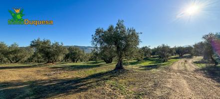 HAZNOS TU OFERTA DE PRECIO!!! Finca rustica de 116,40 hectareas de OLIVAR en Loja. photo 0