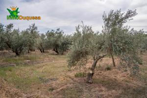 VENTA TERRENO RURAL -- CAMPO GOLF LAS GABIAS photo 0