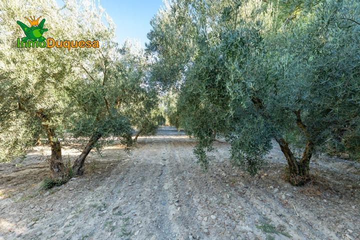 Magnífica parcela con olivos en producción photo 0