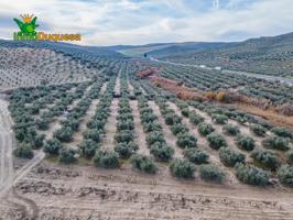 FINCA DE OLIVOS Y ALMENDROS EN VEGAS DEL GENIL photo 0