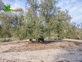 FINCA DE OLIVOS Y ALMENDROS con mas de 50.000 m². photo 0