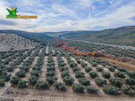 FINCA con mas de 50.000 m² DE OLIVOS Y ALMENDROS photo 0