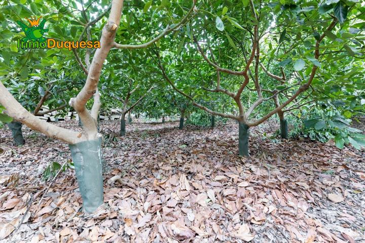 FINCA DE AGUACATES EN VELEZ DE BENAUDALLA photo 0