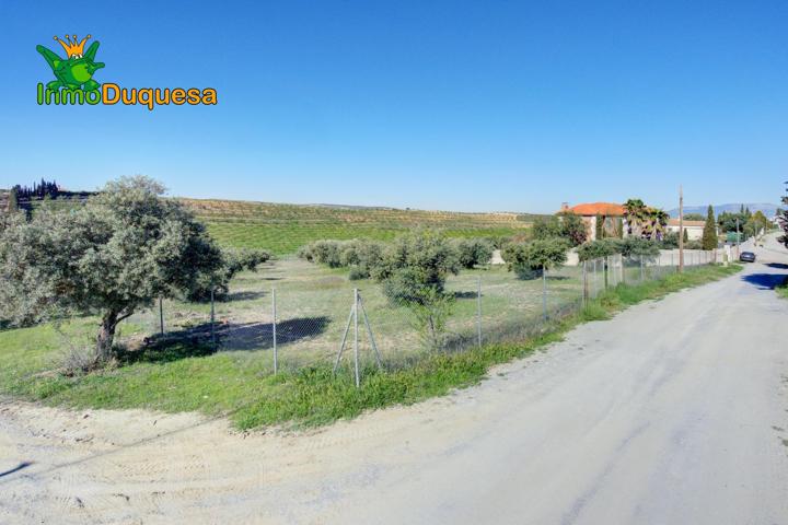 Terreno Las gabias de Secano 5.000 m2 con 50 olivos photo 0