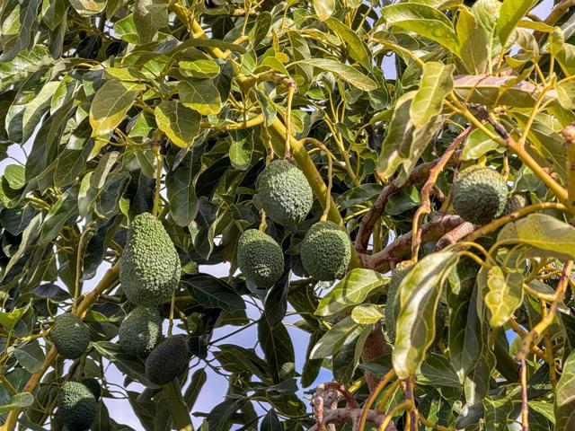 Finca rústica de AGUACATES con CONTRUCCIÓN de 37 m² en Los Guájares (Faragüit). photo 0
