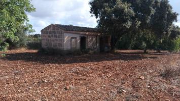 FINCA RUSTICA EN PETRA photo 0