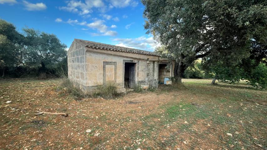 FINCA RUSTICA EN PETRA photo 0