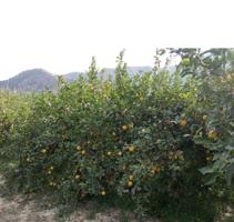 Parcela de limoneros en producción photo 0