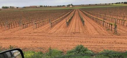 Terreno De Cultivo en Venta en Socuéllamos, Ciudad Real photo 0