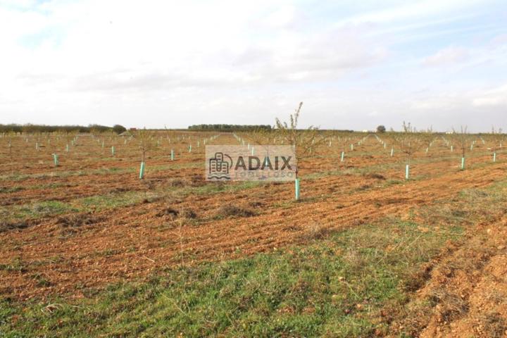 Finca Rústica en Venta en Socuéllamos, Ciudad Real photo 0