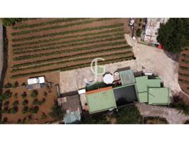 Finca de 3000m2 con vivienda y cultivos en Pino Alto photo 0