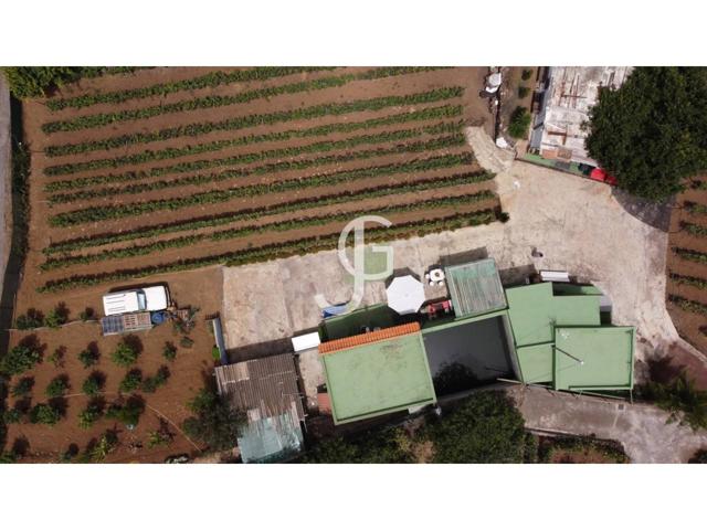 Finca de 3000m2 con vivienda y cultivos en Pino Alto photo 0