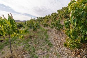 Agrícola En venta en La Axarquía, Vélez - Málaga photo 0