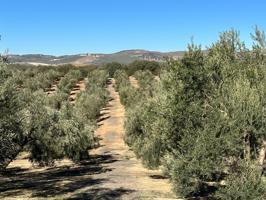 Magnífica parcela rústica de olivar en Cuesta la Palma (Loja). photo 0