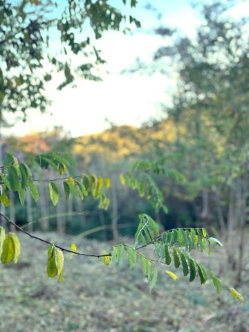 Terrenos Edificables En venta en Collserola, Barcelona photo 0